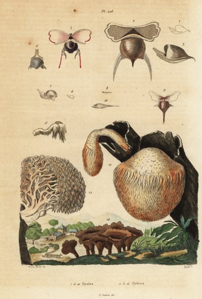 Havssniglar, Diacavolinia limbata och Diacria trispinosa 1-10, och Hydnum-svamp, igelkottssvamp, Hydnum repandum 14, koralltandssvamp, Hericium coralloides 12, etc. av Unbekannt