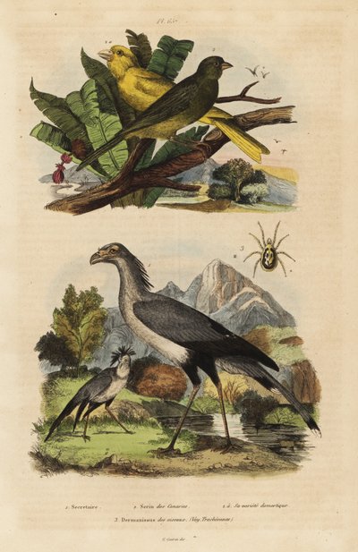 Sekreterare fågel, Skytten serpentarius, vilda och tama kanariefåglar, Serinus canaria av Unbekannt
