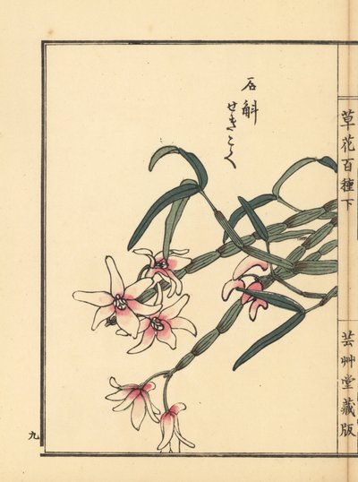 Sekkoku, Mohls dendrobium eller japansk stenorkidé, Dendrobium moniliforme. Handkolorerat träsnitt av Kono Bairei från Kusa Bana Hyakushu (One Hundred Varieties of Flowers), Tokyo, Yamada av Unbekannter Künstler