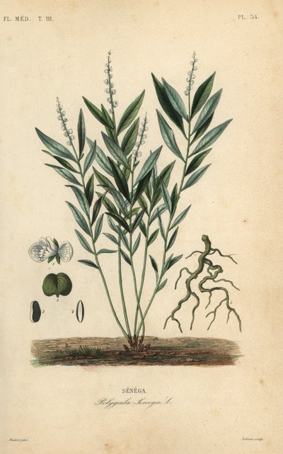 Seneca ormrot eller skallerormsrot, Polygala senega, Senega av Unbekannt