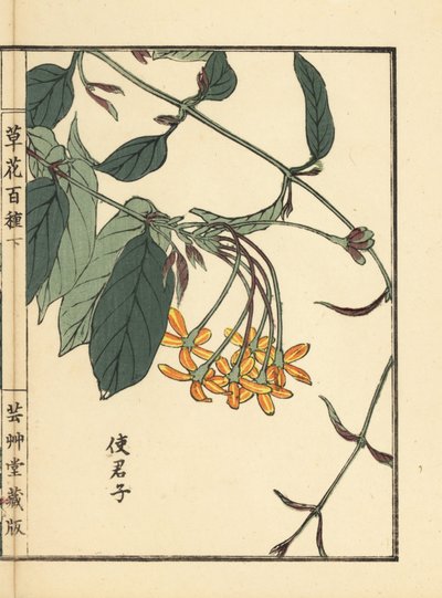 Shikunshi, kinesisk kaprifol eller Rangoon creeper, Combretum indicum (handkolorerat träsnitt av Kono Bairei från Kusa Bana Hyakushu (One Hundred Varieties of Flowers), Tokyo: Yamada av Unbekannter Künstler