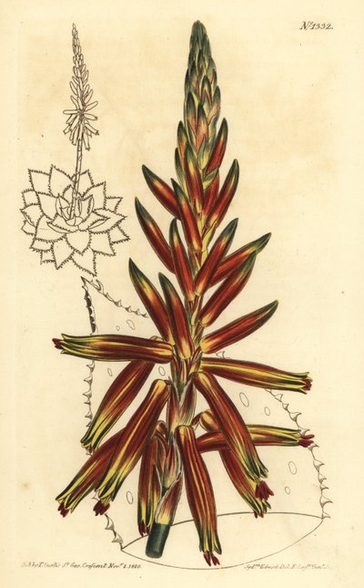 Kortbladig aloe, Aloe brevifolia var av Unbekannt
