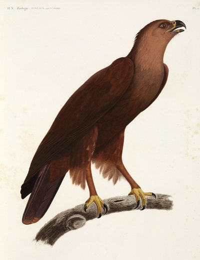 Shrill Eagle, Egypten av Unbekannter Künstler