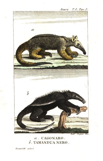 Silkesmyrslok eller pygmémyrslok (Fourmilier) (Azaras cagouare), Cyclopes didactylus och svart tamandua av Unbekannter Künstler