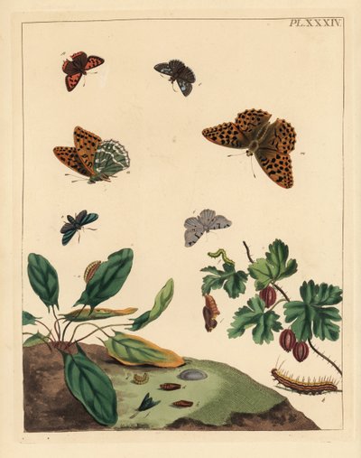 Silvertvättad fritillärfjäril, Argynnis paphia, skogsmal, Adscita statices, L. eller krusbärsmal, Halia vauaria, liten kopparfjäril, Lycaena phlaeas, dingelskocka, Erynnis tages, och krusbärsbuske, Ribes grossularia. Handkolorerad litografi av Unbekannter Künstler