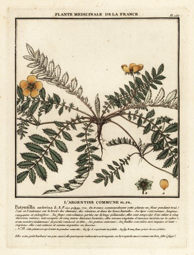 Silvergräs, Potentilla anserina. av Unbekannter Künstler