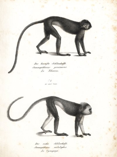 Silvrig lutung, Trachypithecus cristatus (Semnopithecus pruinosus) och Sumatrasurili, Presbytis melalophos (Semnopithecus melalophos) utrotningshotade. Litografi av Karl Joseph Brodtmann från Heinrich Rudolf Schinz Illustrated Natural History of Animals, Z av Unbekannter Künstler