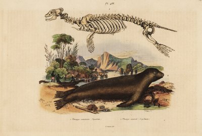 Skelett av vanlig säl, Phoca vitulina 1, och australiensiska sjölejon, Neophoca cinerea 2 av Unbekannt