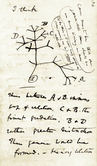 Skiss av Charles Darwin (1809-1882) från hans första anteckningsbok "Transmutation of species": detta är hans första diagram som hänvisar till hans evolutionsteori. 1837 av Unbekannter Künstler