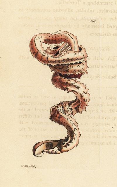 Skal av spolmask, Tenagodus anguinus (Muricated serpula, Serpula muricata). Illustration ritad och graverad av Richard Polydore Nodder. Handkolorerat kopparstick från George Shaw och Frederick Nodders The Naturalist