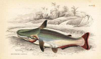Slopehead havskatt, Ageneiosus inermis (Arawaakernas Dawalla, Hypothalmus davalla). Handkolorerat stålgravyr av W.H. Lizars efter en illustration av James Stewart från Robert Schomburg