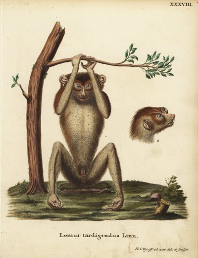 Långsam lemur eller röd smal loris, Loris tardigradus. Utrotningshotad. Lemur tardigradus Linn. Handkolorerat kopparstick tecknat och graverat efter naturen av Hermann Jakob Tyroff från Johann Christian Daniel Schrebers Animal Illustrations after Nature, e av Unbekannter Künstler