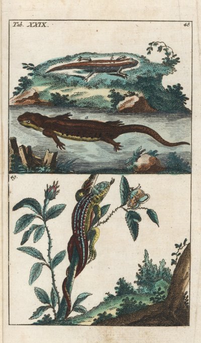 Triton och sandödla - starkt vatten av Gottlieb Tobias Wilhelm (1758-1811), från Encyclopedie of Natural History: Amfibier av Unbekannter Künstler
