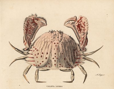 Slät eller rödfläckig krabba, Calappa calappa (Calappa lophos). Handkolorerad stålgravyr av A. Scipp från Georg Friedrich Treitschkes naturhistoriska galleri, Naturhistorischer Bildersaal des Thierreiches, Liepzig-1842. av Unbekannter Künstler
