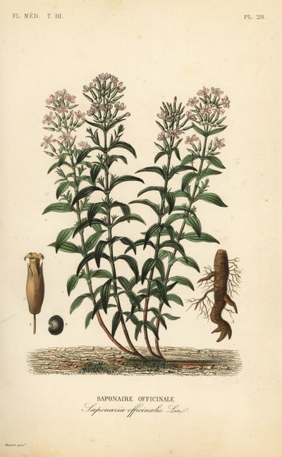 Soapwort eller soapweed, Saponaria officinalis, Saponaire officinale av Unbekannt