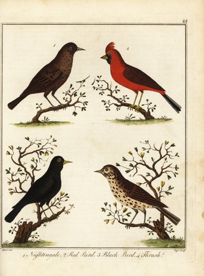 Sångfåglar: näktergal, röd fågel, svart fågel och trast. 1792 (gravyr) av Unbekannter Künstler