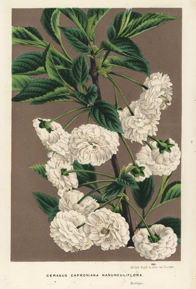 Surkörsbärsträd, Prunus cerasus (caproniana ranunculiflora). Handkolorerad litografi från Louis van Houtte och Charles Lemaires Flowers of the Gardens and Hothouses of Europe, Flore des Serres et des Jardins de l
