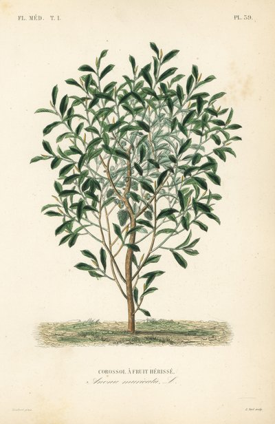 Soursop, graviola eller guyabano träd, Annona muricata, Corossol a fruit herisse av Unbekannt