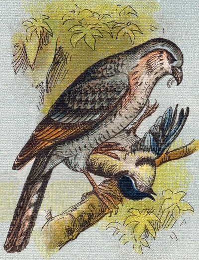 Sparv. Gravyr i "Alphabet de ma petite fille". Bernardin-Bechet och Fils, bokhandlare-förlag, Paris, omkring 1895. Okrossbart album på duk. Bibliotheque des Bebes. 12 sidor. Album innehållande en läsmetod och en illustrativ abecedary. Dämpa: av Unbekannt