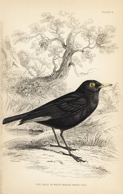 Spektakulär tyrann, Hymenops perspicillatus (spektakulär eller vitvingad vattensångare, Perspicilla leucoptera). Handkolorerat stålstick av William Lizars efter en illustration av William Swainson från Sir William Jardine