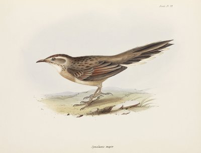 Spinetail, Sydamerika, c 1832-1836 av Unbekannter Künstler