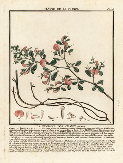 Spiny restharrow, La bugrane des champs, Ononis spinosa. av Unbekannter Künstler
