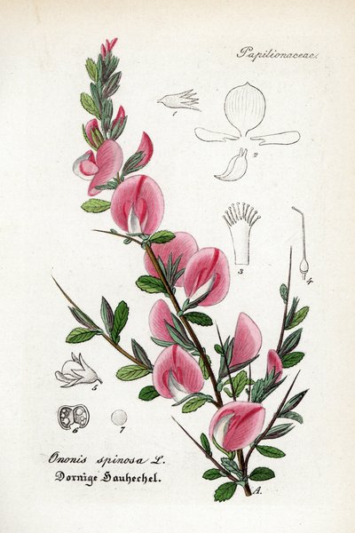 Spetsig restharr, Ononis spinosa. Handkolorerat kopparstick från Dr. Willibald Artus