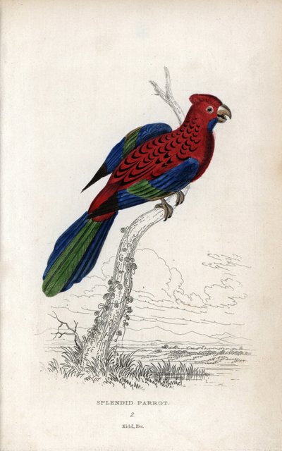 Praktfull papegoja (Psittacus gloriosus). Platycerus elegans. Litografi av Joseph Kidd, baserad på en teckning av John Audubon, i Miscellany of Natural History: Parrots, Sir Thomas DiK Lauder and Captain Thomas Brown, utgiven i Edinburgh, Skottland, 1833. av Unbekannter Künstler