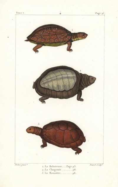 Spotted legged turtle, Rhinoclemmys punctularia 1, Indian flapshell turtle, Lyssemys punctata 2, och North African helmeted turtle, Pelomedusa subrufa olivacea. Handkolorerat kopparstick av David efter en illustration av Jean-Gabriel Pretre från Bern av Unbekannter Künstler