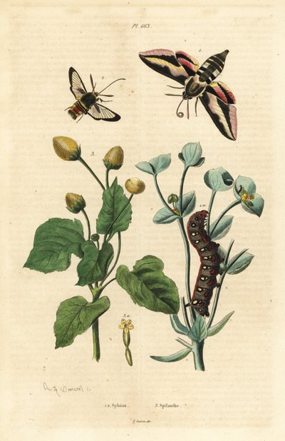 Spurgehökfjäril, Hyles euphorbiae och larv 1, bålgetingsmal, Sesia apiformis 2 och tandvärkväxt, Spilanthes-arter av Unbekannt
