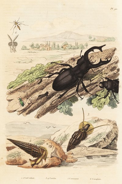 Hjortbagge, Lucanus hjort 1, Cerithium sulcatum och Rhinoclavis grova blötdjur 3,4, Cerocoma elateroides 5 och Keroplatus tipuloides geting 6 av Unbekannt