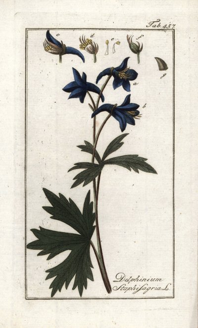 Staphisegar eller ört med löss, giktgräs eller vild druva (Delphinium staphisagria). Litografi från "Afbeelding der Artseny-Gewassen" av Johannes Zorn (1739-1799), Nederländerna av Unbekannter Künstler