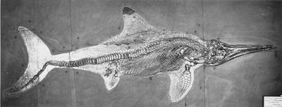 Stenopterygius megacephalus (The Oxford Ichthyosaur) hittade Nr. Stuttgart, Tyskland, Upper Lias Period av Unbekannt