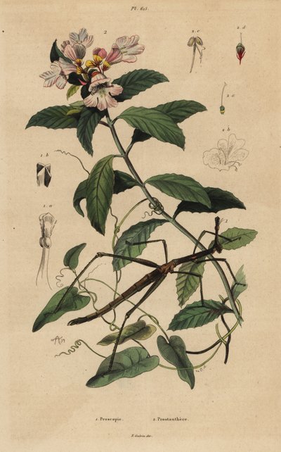 Stickinsekt, Proscopia granulata 1 och viktoriansk julbuske, Prostanthera lasianthos 2 av Unbekannt