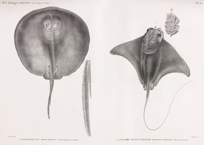 Stingray, fram och bak av Unbekannt