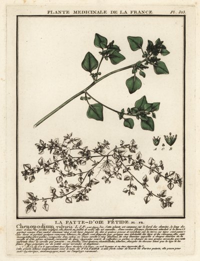 Stinkande gåsfot, Chenopodium vulvaria. av Unbekannter Künstler