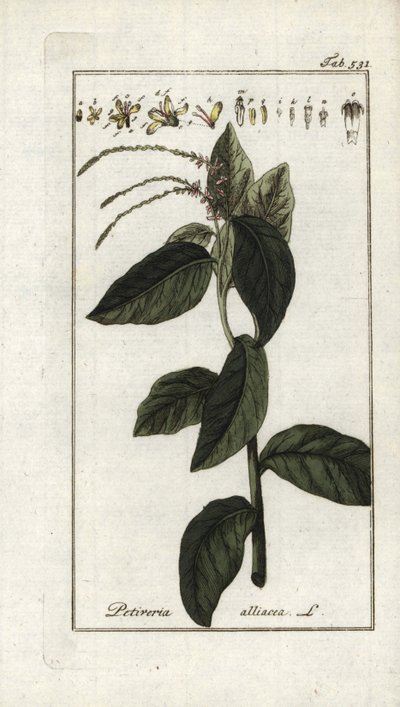Stinkande verbena eller vitlöksliana (Petiveria alliacea). Litografi från "Afbeelding der Artseny-Gewassen" av Johannes Zorn (1739-1799), Nederländerna av Unbekannter Künstler