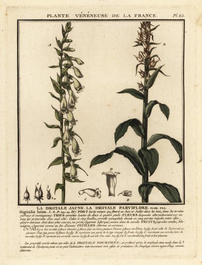 Fixglove med halm, Digitalis lutea. av Unbekannter Künstler