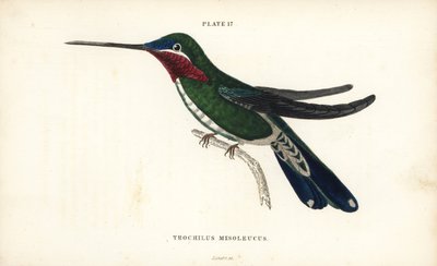 Stripe-breasted starthroat, Heliomaster squamosus (Vitstrimmig kolibri, Trochilus mesoleucus). Handkolorerad stålgravyr av William Lizars från Sir William Jardine