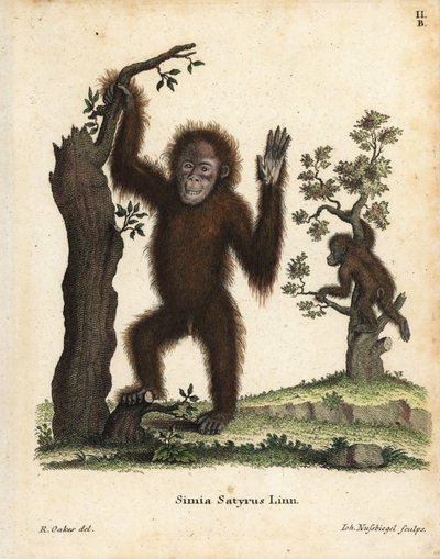 Sumatraorangutang, Pongo abelii. Akut hotad. Handkolorerat kopparstick efter en illustration av R. Oakes från Johann Christian Daniel Schreber