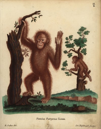 Sumatraorangutang, Pongo abelii. Akut hotad. Simia satyrus Linn. Handkolorerat kopparstick av Johann Nussbiegel efter en illustration av R. Oakes från Johann Christian Daniel Schrebers Animal Illustrations after Nature, eller Schreber