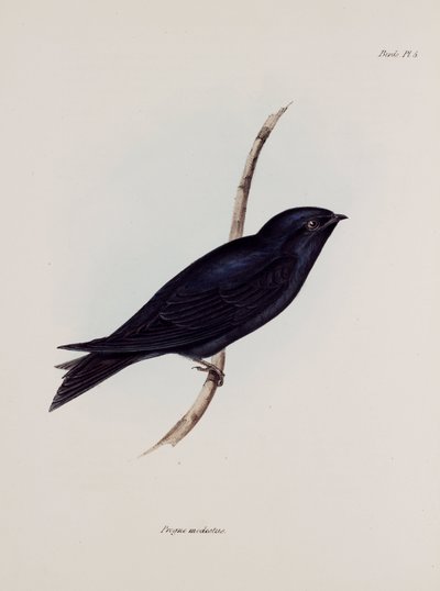 Svala eller martin, Sydamerika, c 1832-1836 av Unbekannt