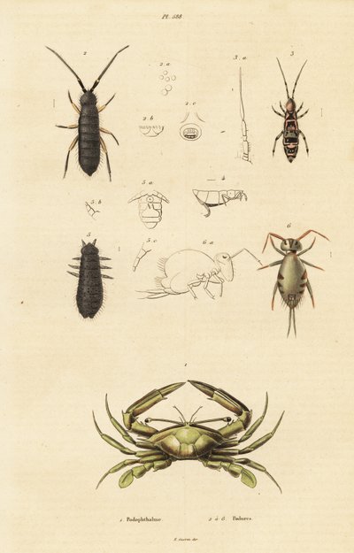 Simmande krabba och springtails. av Unbekannter Künstler