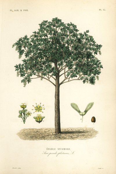 Sycamore lönnträd, Acer pseudoplatanas, Erable sycomore av Unbekannt