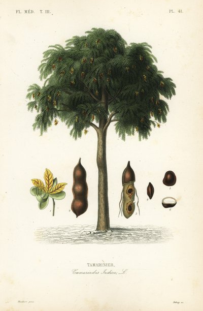 Tamarindträd, Tamarindus indica, Tamarinier av Unbekannt