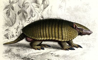 Encoubrt armadillo (Dasypus sexeinetus), edentes däggdjur. I "Dictionnaire universel d