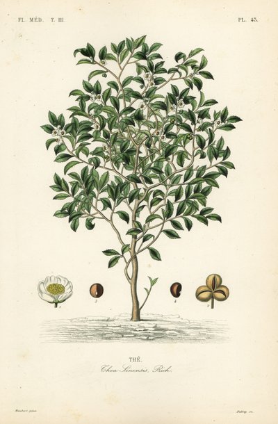 Tea tree eller teplanta, Camellia sinensis, Thea sinensis, den av Unbekannt