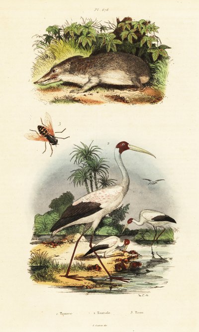 Tenrec, stork och hästfluga., 1834-1839 (gravyr) av Unbekannter Künstler