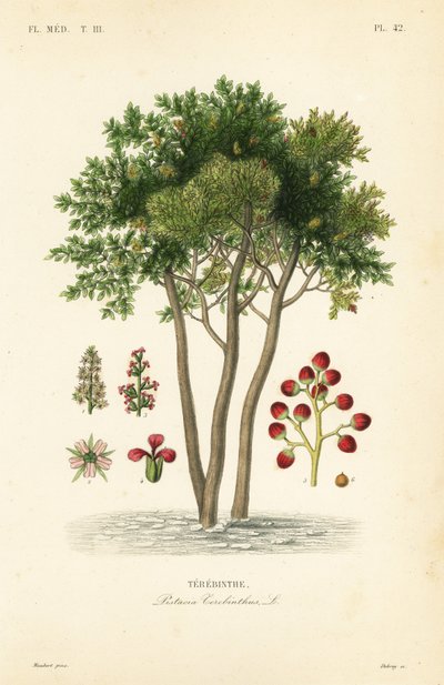 Terebinth eller terpentinträd, Pistacia terebinthus, Terebinthe av Unbekannt
