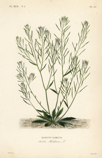 Thale krasse, musöra krasse eller arabidopsis, Arabidopsis thaliana, Arabis thaliana, Arabette rameuse av Unbekannt